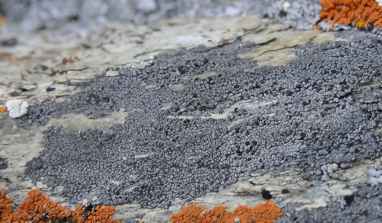 Lichene della Val Varaita